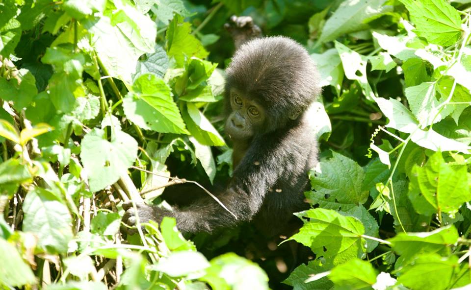 Gorilla baby Uganda