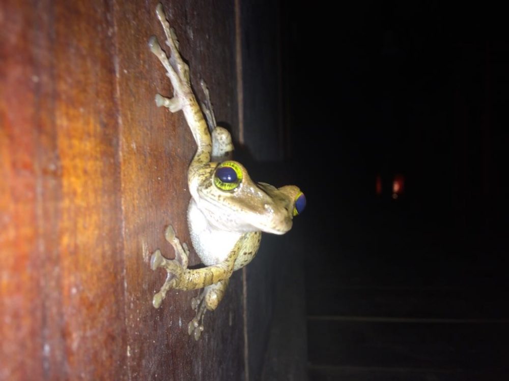 Jungle frog Ecuador